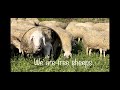 GREECE 🇬🇷 FREE assaf sheeps eat clover ☘️