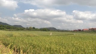 GLOBALink | China-Nigeria agricultural cooperation aims for greater food production