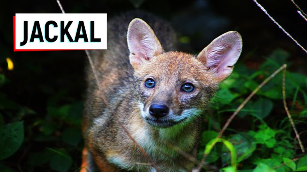 Jackal l Siyar I Jackal Facts Animal SOUND VOICE VIDEO IN DELHI ZOO -  YouTube