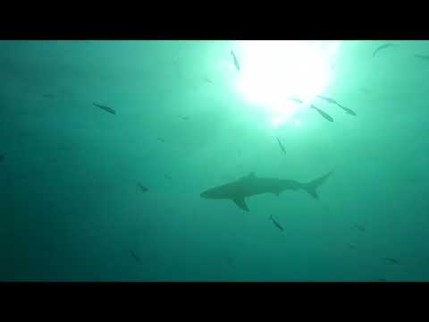 伊豆大島　トウシキ　クロヘリメジロザメ