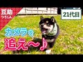 カメラにぺろりんちょ♡からの～ズダダダダッ21代目【豆助通信】＜柴犬・豆柴＞