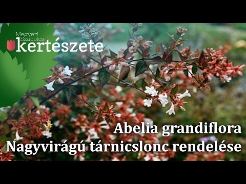 Videó: Illatos Abelia