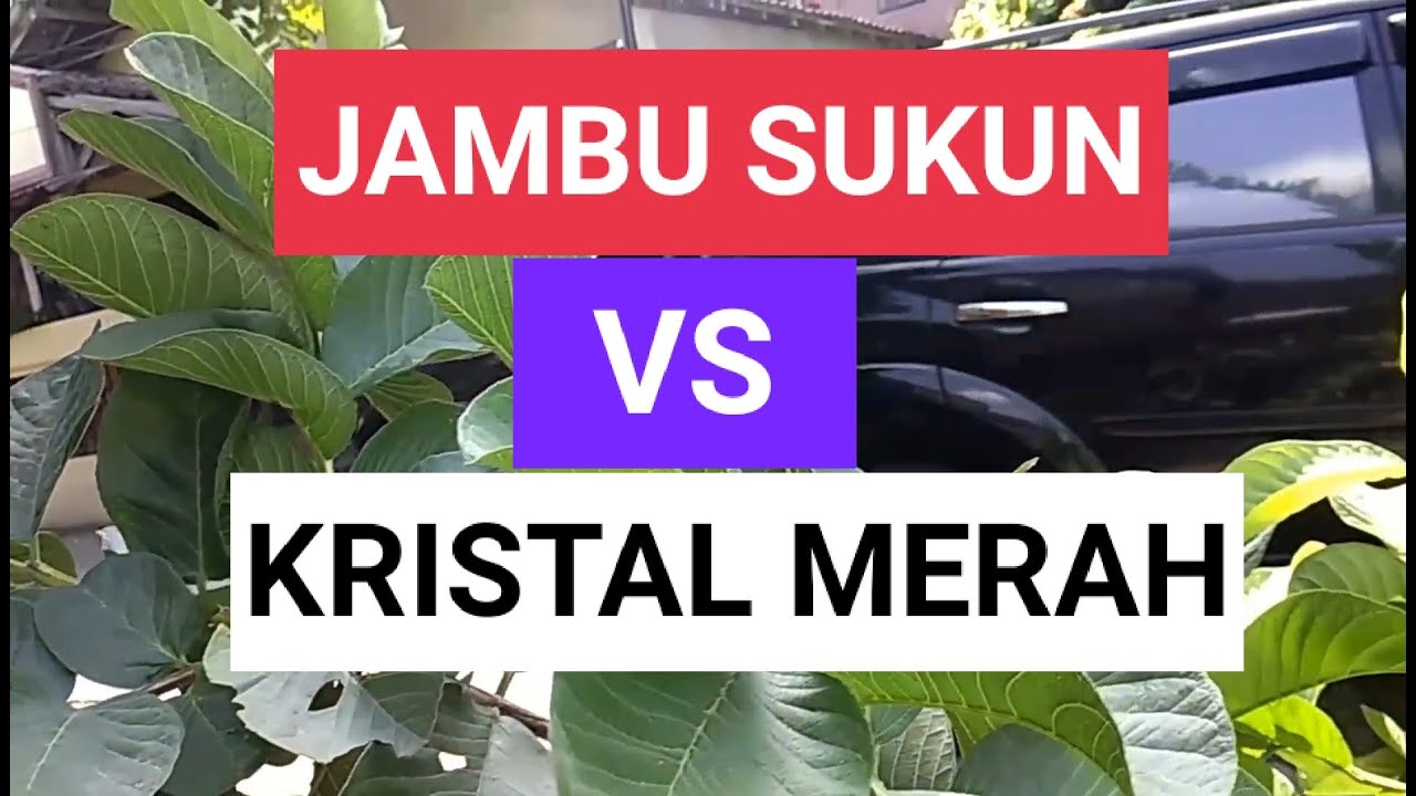 PERBEDAAN DAUN JAMBU HONG POUSE/RED DIAMOND DAN JAMBU SUKUN