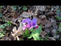 Pulmonaria officinalis Mp3 Song