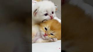 Cute Kittens❤️【45】#Shorts #Cutecat520 #Cat #Kittens #Pets