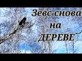 охота в феврале на куницу ( Р. К. Л. лазит по деревьям)