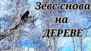 охота в феврале на куницу ( Р. К. Л. лазит по деревьям)