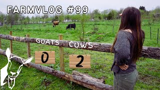 GOODBYE GOATS, HELLO COWS! | ARE WE TOO LATE TO PLANT OUR VEGGIES? | PERMACULTURE FOOD FOREST FARM screenshot 3