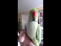 Indian ringneck parrot talking kiwi