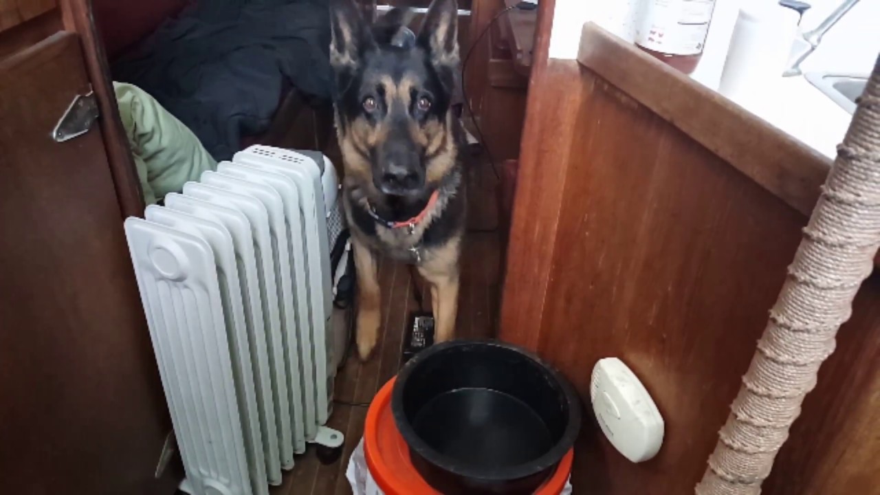 German Shepherds will tell you when they are hungry!