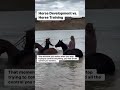 Some people wonder what the difference is between horse training and horse development, which is