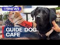 Guide dog puppy café at Sydney airport | 9 News Australia