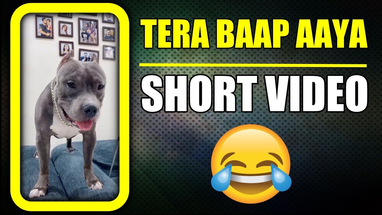 Ye Dog Brody to Badtameez Hai | Funny Dog #shorts Video | Harpreet SDC