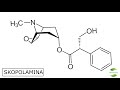 ALKALOIDY - Niesamowite składniki ziół.