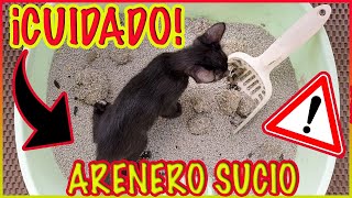 5 Enfermedades Que Tu Gato Puede Contraer Si No Limpias Su Arenero!! - SiamCatChannel by SiamCatChannel 933 views 2 months ago 6 minutes, 54 seconds