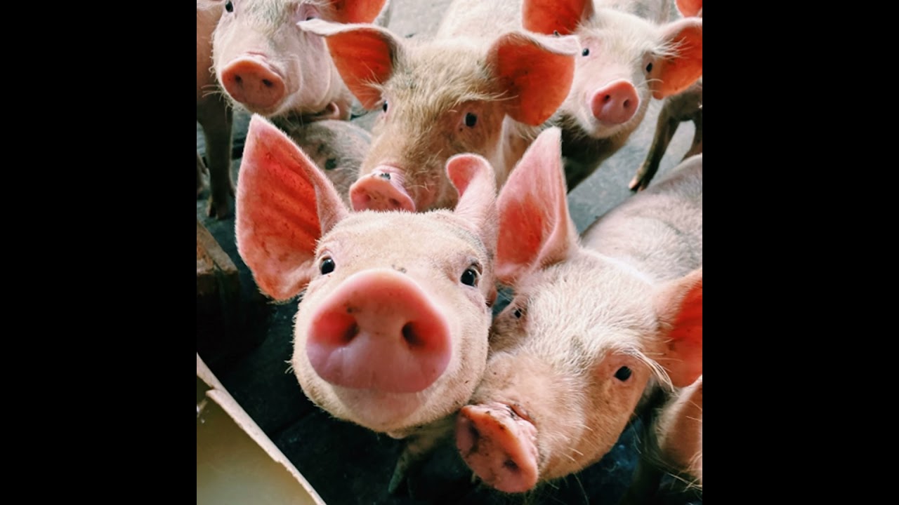 EP25 |【兒童科普】什麼是非洲豬瘟？(Protecting Our Pork: What is African Swine Fever?)