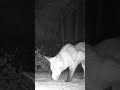 #shorts - Foxy & Hedgy. #talltreesnaturereserve #wildlife #fox #hedgehogs #animals