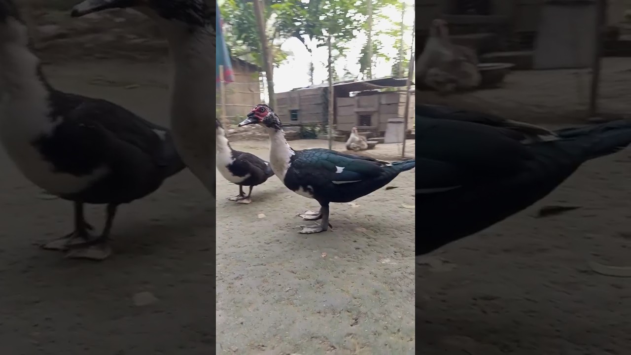 muscovy duck || muscovy duck colors ✔ 