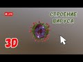 Строение вирусов. Изучаем в 3D