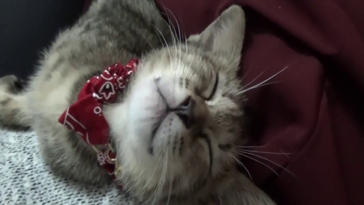子猫の寝顔が可愛すぎた 子猫 保護猫 可愛い 癒し Youtube 子猫の寝顔が可愛すぎた 子猫 保護猫 可愛い 癒し Youtube
