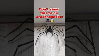 Realistic 3D Printed Whip Spider! 🕷️✨ #3dprinting #shorts #insect