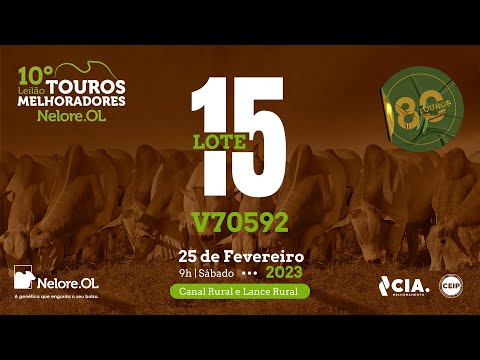 LOTE 15 V70592 - 10º LEILÃO - TOUROS MELHORADORES NELORE OL