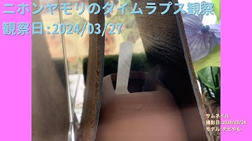 【For Work】 RPi-Cam-Web-Interfaceを使ったテスト（Timelapse） 2024年03月27日