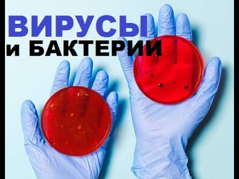 ВИРУСЫ И БАКТЕРИИ. В ЧЁМ РАЗНИЦА?