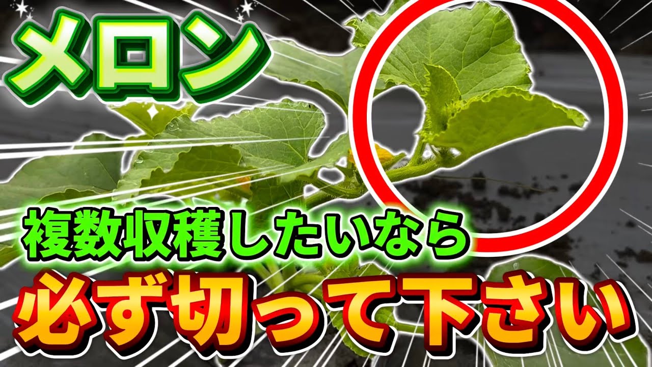 Melon] You can harvest many just by taking this! I'll talk about