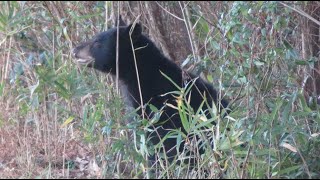 Outer Banks 11/2022: Bears and Swans in the Pungo Unit in Pocosin Lakes Wildlife Refuge