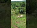 LIONS Go Running Cat Wildlife Fun LIONS Go Running Cat Wildlife Fun