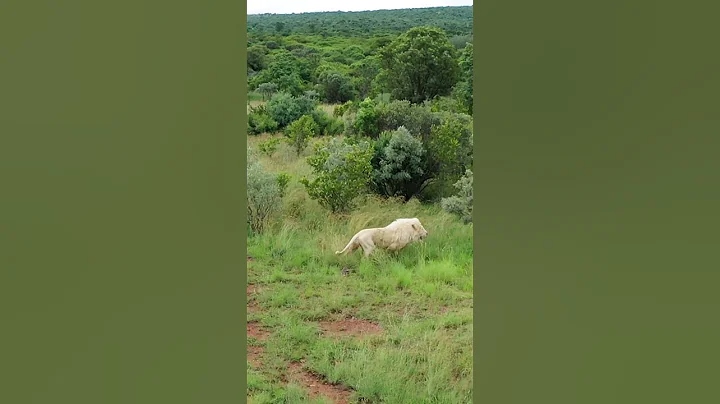 LIONS Go Running! #cat #wildlife #fun