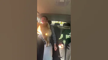Kung Fu Fighting Dog 