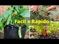 Top 10 vegetais rápidos para produzir e fáceis de cultivar