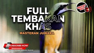 Download Lagu 🔴Cucak Cungkok Super Gacor Isian Kasar Full Tembakan MP3 Download Lagu 🔴Cucak Cungkok Super Gacor Isian Kasar Full Tembakan MP3