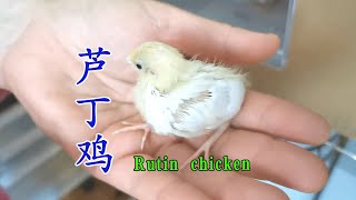 世界上最小的芦丁鸡成长记 看看14天里每天的变化 放松又减压 Rutin chicken