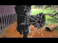 Gorilla Escapes Zoo Enclosure, Chaos Ensues