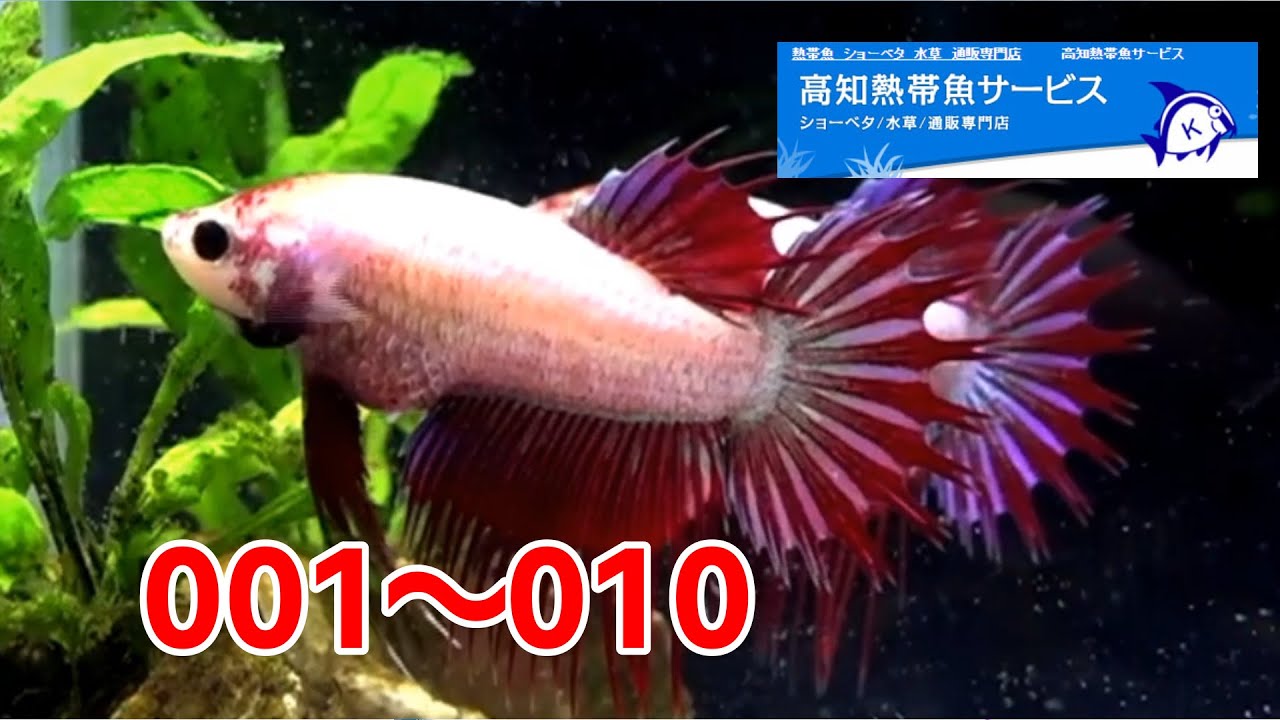 新着クラウンテールベタメス 高知熱帯魚サービスhp01f1115 001から010 Youtube