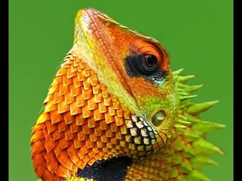 Reptile,reptiles,reptile store,reptile expo,reptile store near me,reptiles for sale,reptile gardens,reptile pets,reptile vet near me