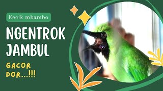 CUCAK IJO GACOR NGENTROK JAMBUL ALIAS TROKBUL || KECIK MBAMBO