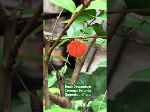 Video: Fakta Tumbuhan Eugenia - Menjaga Tumbuhan Eugenia Dalam Dan Luar