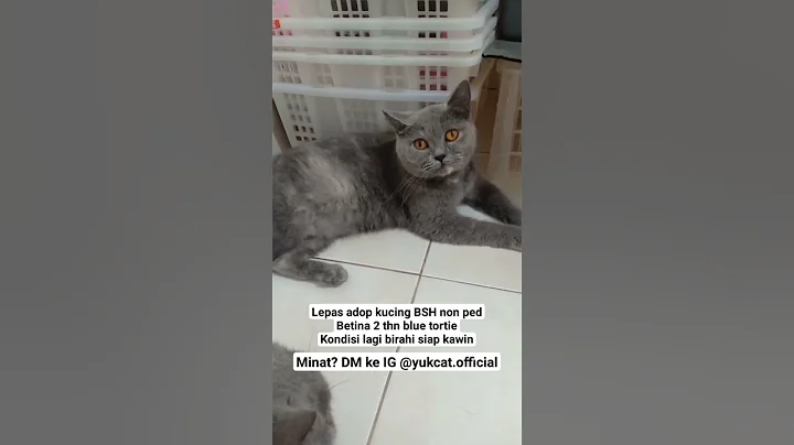 Video 2775641: kucing british shorthair blue