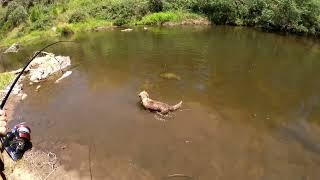 Sight Fishing HUGE Fish by Tony Gillahan 1,309 views 2 months ago 6 minutes, 59 seconds