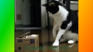 Смешное Видео о животных.Прикольное видео. Для детей. и не только Создай себе хорошее настроение Смешное Видео о животных.Прикольное видео. Для детей. и не только Создай себе хорошее настроение