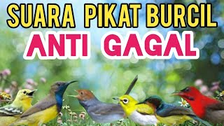 Suara Pikat Burung Kecil Anti Gagal