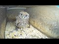 LIVE🦉Little Owl Camera Bommelerwaard (Steenuil Camera) indoor view