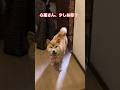 #柴犬 #柴犬のいる暮らし #shibainu #dogsofinstagram #dogshorts #dog #癒し #cute #しばいぬ #かわいい犬 #心亜
