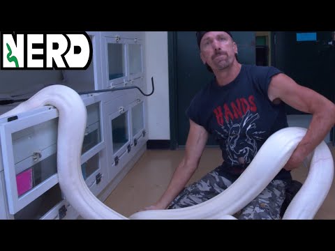 Wideo: Dlaczego węże owijają się wokół siebie?