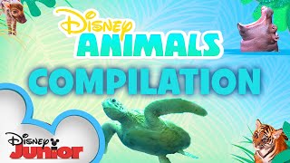 Learn About Animals!🐯 | Season 1 Compilation | Disney Animals | Disney Junior