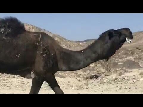 بعير مجهم للبيع التفاصيل رقم راعيه 0557339509